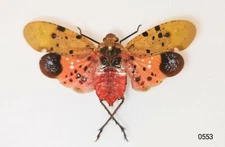 Homoptera Fulgoridae Penthicodes atomaria WS:3-4cm A1 or A1- LOMBOK - #0553