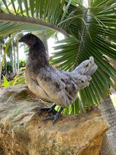  6 Blue Egger Ayam Cemani Hybrid Hatching Eggs - Half Dozen Shipped in Foam 