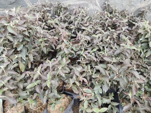Grafted Mini Red Guava Variegated Fruit Tree Free Phytosanitary - Picture 5 of 5