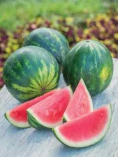 50+ Piccolo Hybrid (Seedless) Watermelon Seeds - Planting - USA - FREE SHIPPING!