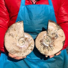 6.84LB 2pcs Natural Beautiful Ammonite Fossil Conch Crystal Specimen Healing