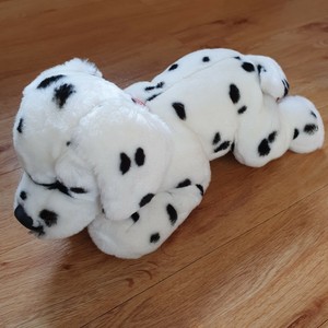 dalmatian teddy