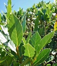 🌿 Laurus nobilis – Bay Laurel Live Plant (5–7 Inches Tall) 🌿 Culinary Bay Leaf