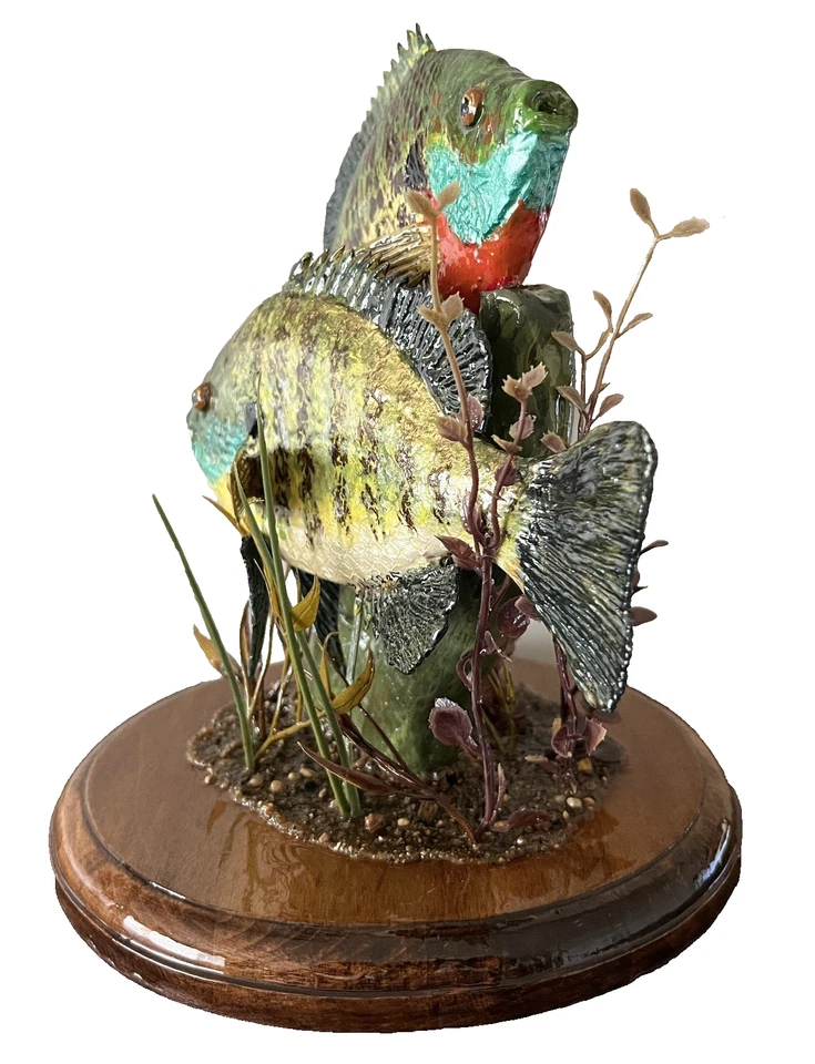 Branquias azules, branquias azules macho y hembra, peces sartén, mierdas, peces luna Foto 4 de 4