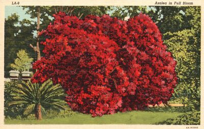 Portrait Beautiful Azalea in Full Bloom Flowers Florida Vintage Postcard