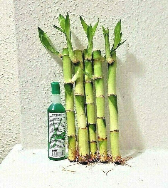 6" Lucky Bamboo 5 Stalks FREE Plant Food, Valentine GIFT