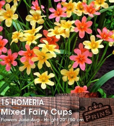 Homeria Mixed' Fairy Cups' Sommer Glühbirnen Pack x15 - Bild 2 von 2