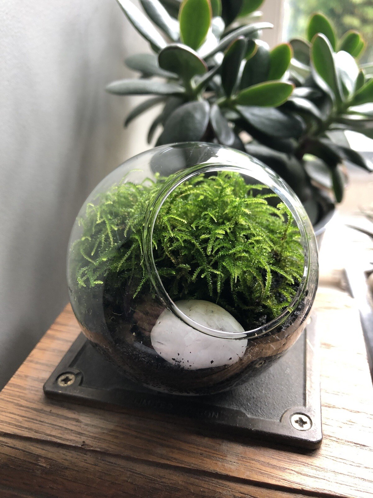 Kit de terrario de musgo vivo • Mini mossario • Terrario de musgo hágalo usted mismo • Regalo para amantes de las plantas