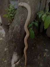 Wooden walking stick hand carved cobra snake handmade walking cane animal.