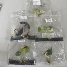 Tissue Culture Bundle Custom Listing