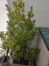 BAY LEAF TREE LAURUS NOBILIS TALL 6 FEET BUSHY TREE  30 LTR POT COLLECTION ONLY