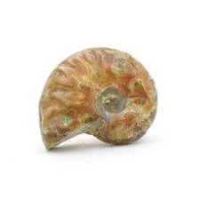 Ammonite opalisée (Ammolite) Bio Mineral Energy