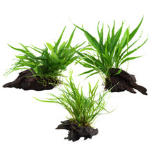 Pianta per acquario su radice Tropica n.008 008A 008G YWS set mix 
