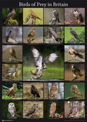 Raubvögel in Großbritannien Poster A2 59cm x 42cm Adlereule Kestrel Druck BLPA2P11