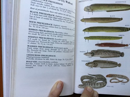 Fine 1984 Easton Press Leather Roger Tory Peterson Field Guide US Pacific Fishes - Picture 11 of 12