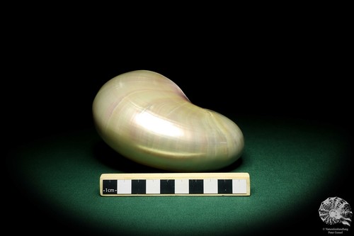 Nautilus pompilius Indopazifik Perlboote rezent conch Kopffüßer Präparat Deko - Bild 8 von 8