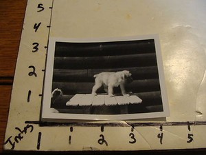 Vintage photo: B&W of SOFT COATED WHEATEN TERRIER puppy, circa 1960's
