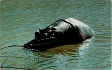 North Carolina, zoological park, Africa, S.E.N.C. Mfg. & Dist. Postcard