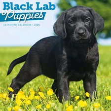 Carousel Calendars,  Black Lab Retriever Puppies 2026 Wall Calendar, 12'' X 12''