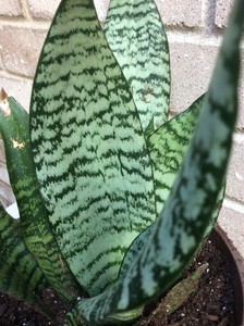 Whale fin Hahnii Snake Plant, mother-in-law tongue ...