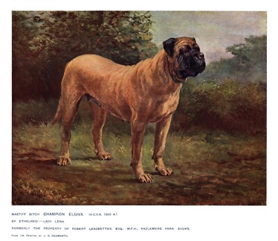 Antique Mastiff Print 1911 Champion Elgiva Mastiff Dog Art Illustration 5176r