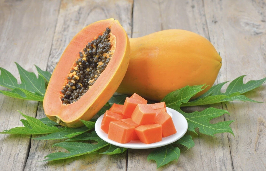 Papaya organic plant with organic pot included. Fortuna Variety