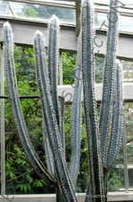 RARE PILOSOCEREUS FULVILANATUS  @j@  exotic succulent cacti cactus seed 20 SEEDS
