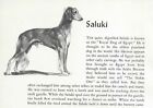Saluki - Custom Matted - 1954 Vintage Dog Art Print 0810