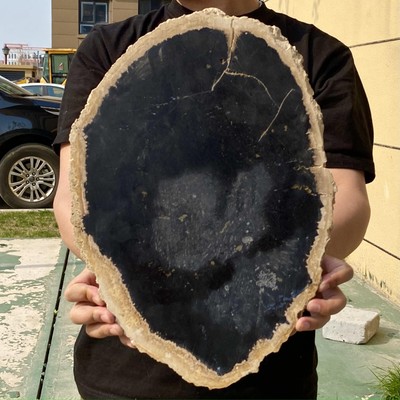 10.14LB Large Natural Petrified Wood Crystal Fossil Slice Shape Specimen Healing
