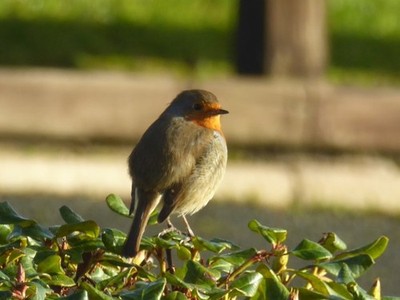 Foto 6x4 Gartenbesucher, Omagh An Oghmagh Temperatur heute leicht um c2017
