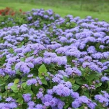 FLOSS FLOWER Ageratum DONDO BLUE Monarchs love this plant! Non-GMO 500 Seeds!
