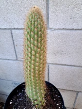 Weberbauerocereus Rauhii Cereus Cactus Plant 12H