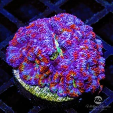 (C6) WA Thanos Acan - WYSIWYG Live Coral Frag