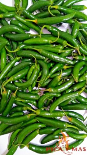 SERRANO VERDE 30 SEMILLAS CHILE PIMIENTO PICANTE GUINDILLA - Picture 11 of 11