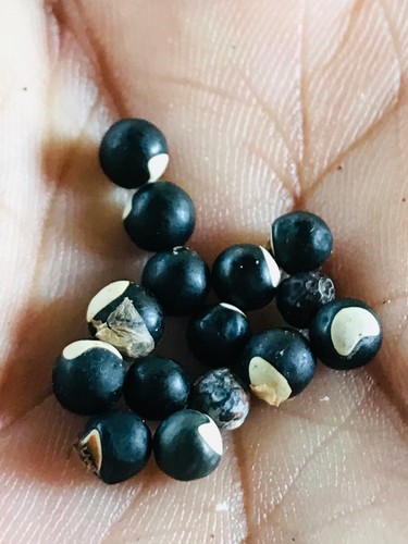 100 Balloon Vine Seeds Cardiospermum Halicacabum Graines De Vigne Ballon Ebay 100 Balloon Vine Seeds Cardiospermum Halicacabum Graines De Vigne Ballon Ebay