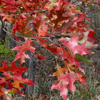Quercus texana 15-40cm | Nuttall's Oak | Red River Oak - Nuttall's Oak | Red Riv