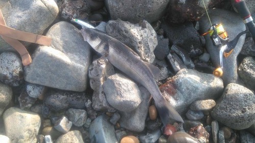 Bassköder Seeker 120 mm 15g 0,2-0,5 m Tauchen Slim Shore Minnow Langguss Köder - Bild 9 von 25