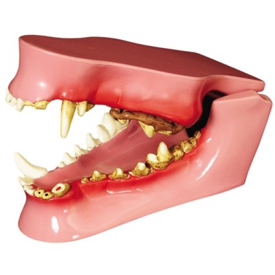 Canine Teeth Jaw GPI Anatomical Model w Key LFA #9195 Make Us An Offer!SEE VIDEO