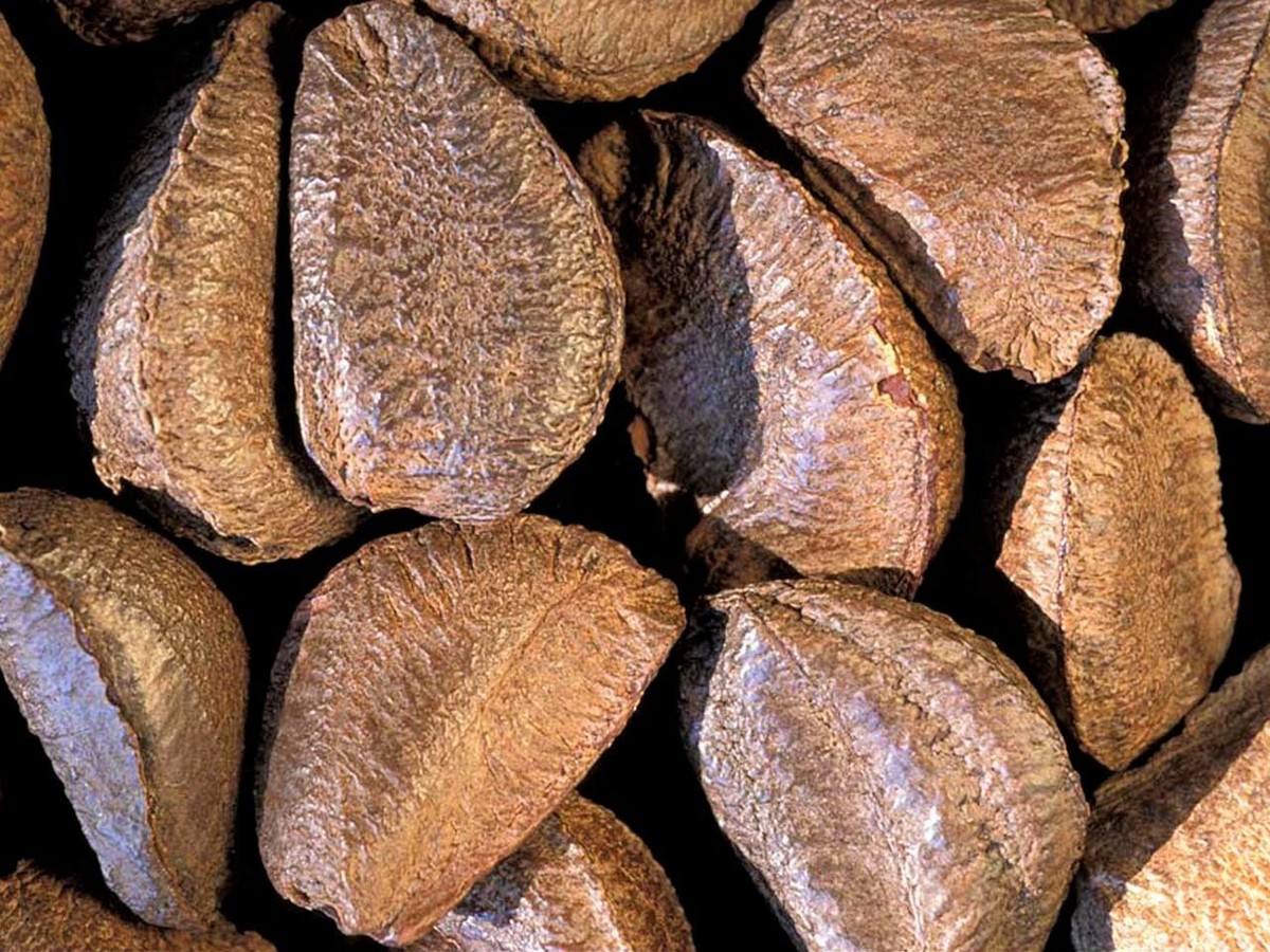 Fresh Raw In-shell Whole Brazil Nuts | eBay