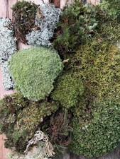 Live Fresh Moss for Bonsai, Terrarium, Vivarium, Fairy Garden