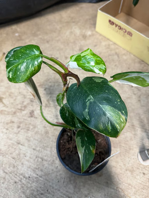 Philodendron White Princess