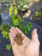 Soursop Sop Seeds Guanabana 100 Fresh Seeds