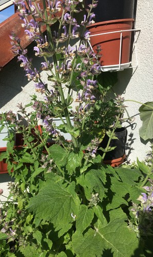 ⚕️ Muskatellersalbei (Salvia sclarea)  50+ Samen | Heilpflanze ⚕️ - Bild 1 von 3