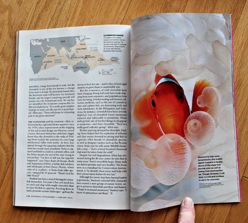 National Geographic enero 2010; biónica; hébridas; pez payaso; Singapur - Imagen 17 de 20