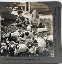 Isn't Our Stock Looking Fine, Children with Bunnies Vintage Stereoview Keystone