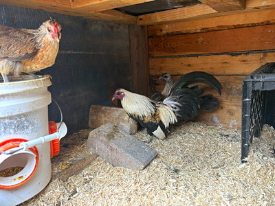 Kikiriki Azteca Fertile Hatching Eggs 12 ( Plus 2 or more when available )