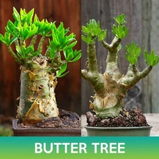 Butter Tree Succulents Seeds, Tylecodon paniculatus
