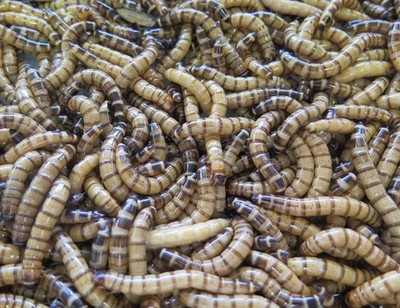 1000 LARGE SUPERWORMS 1.5''-2'' - 2 days Free Shipping, Live Arrival Guarantee