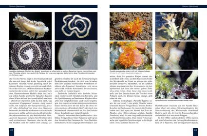 Thumbnail - Trojaner Meerwasseraquarium | Daniel Knop | 2020 | Deutsch