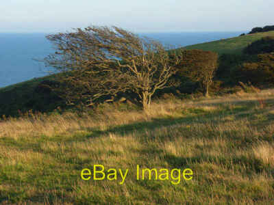 Foto 6x4 Downland bei Eastbourne Meads\/TV6097 Ein wizened old tree at th c2008